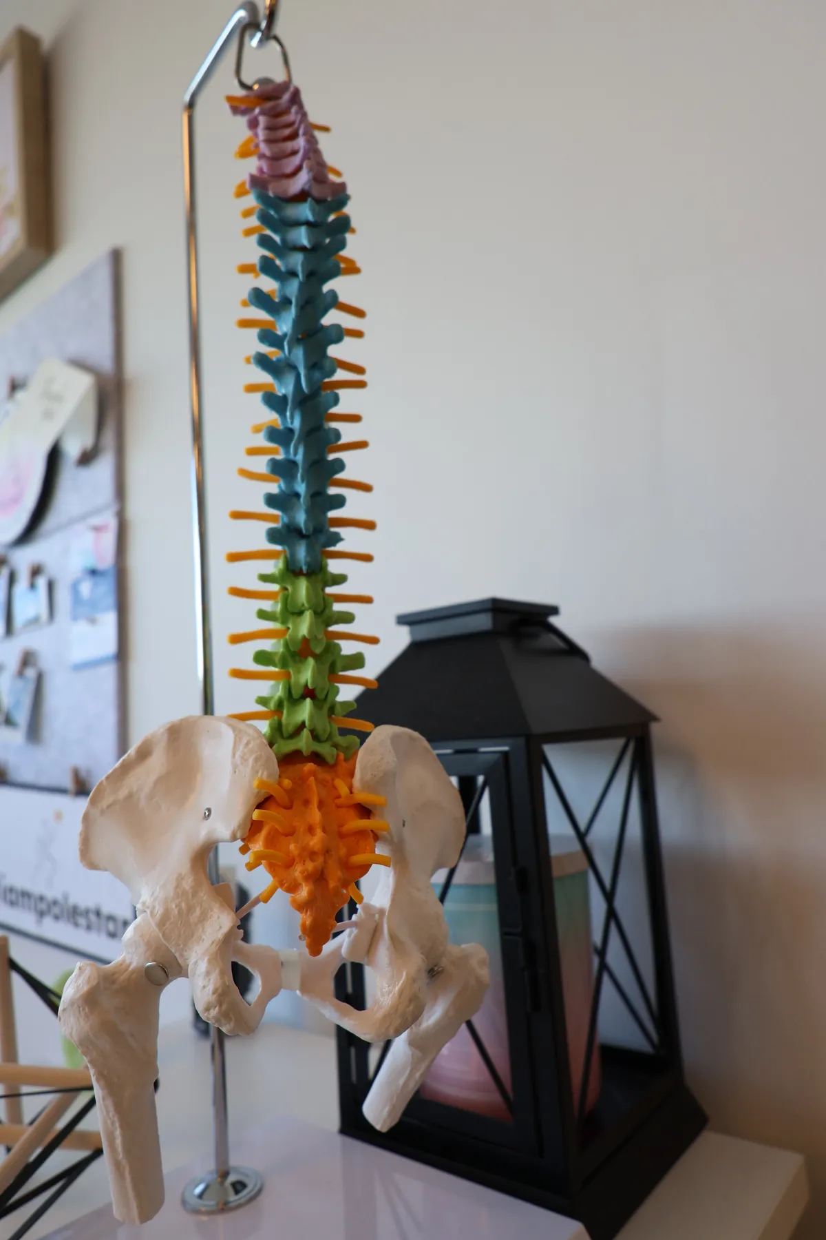 Anatomical spine model used to explain movement and rehabilitation at the studio.